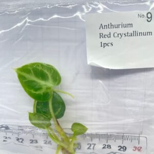 Anthurium Red Crystallinum tissue culture plantlet in sterile container