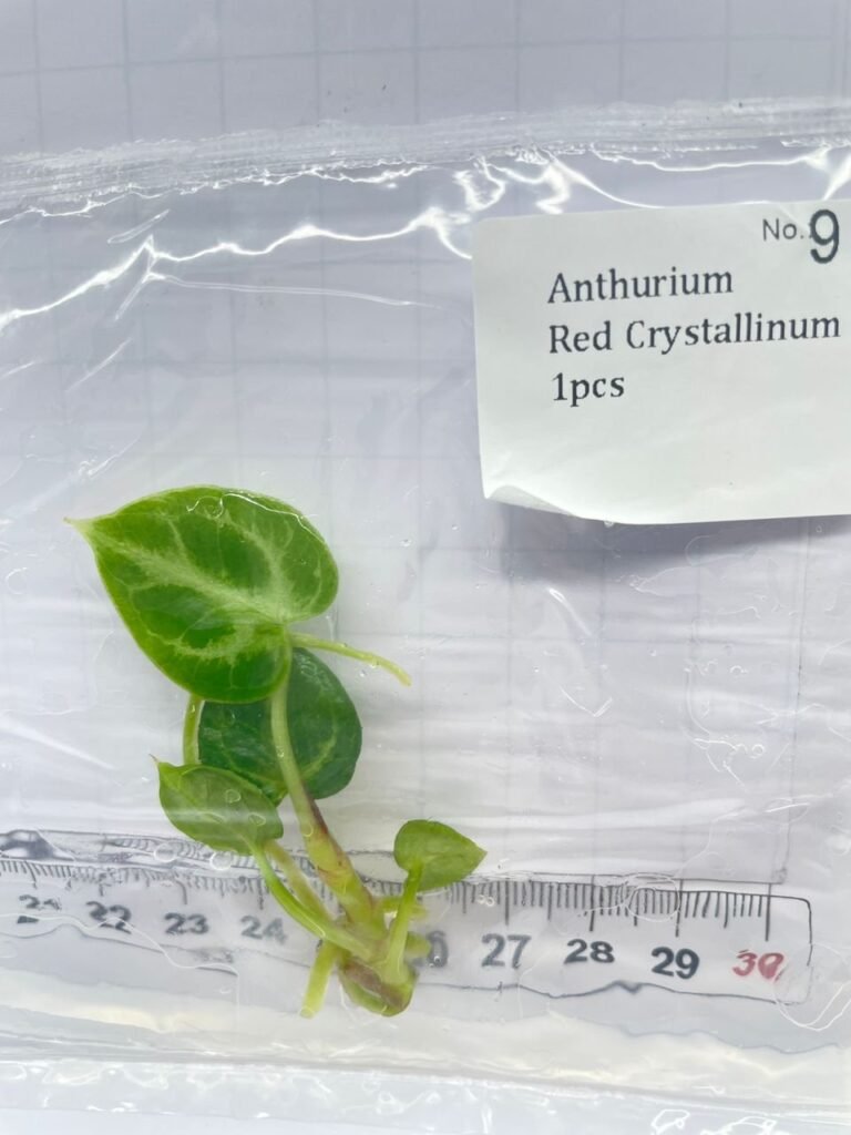 Anthurium Red Crystallinum tissue culture plantlet in sterile container