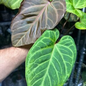 Exact Anthurium Red of Java plant pictured with a burgundy-red new leaf and a velvety green leaf with silver-white veins