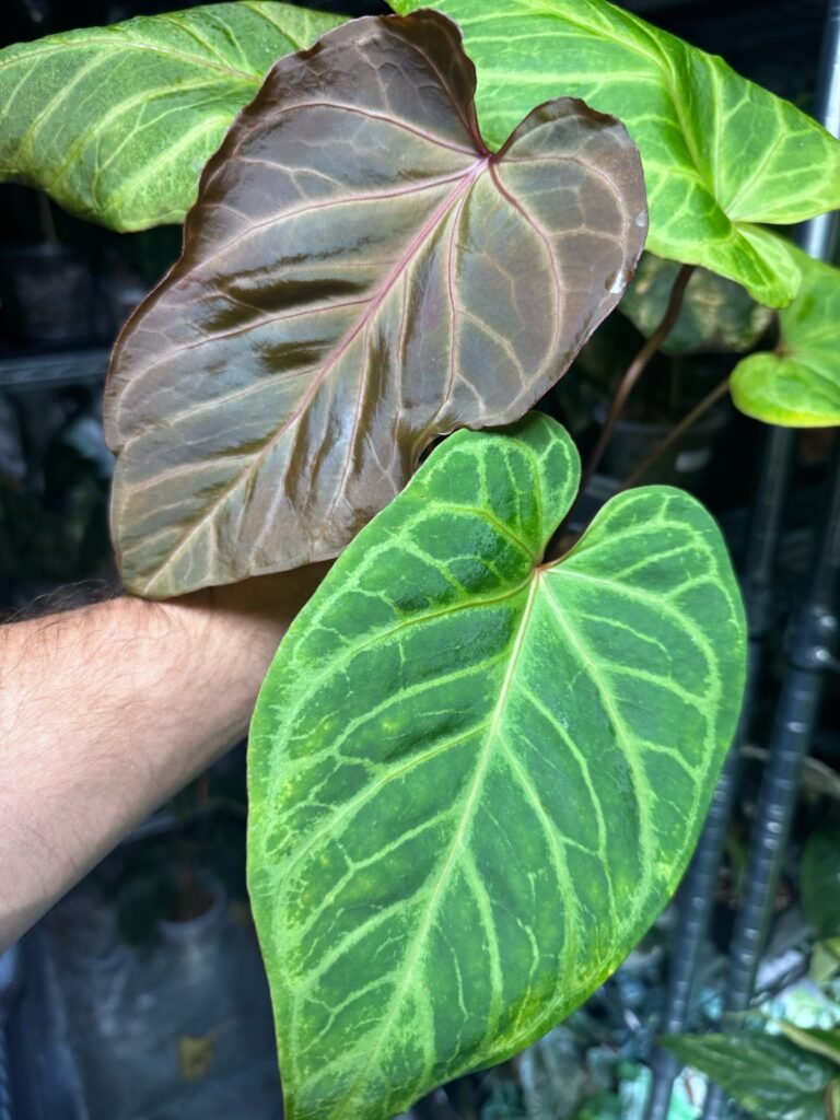 Exact Anthurium Red of Java plant pictured with a burgundy-red new leaf and a velvety green leaf with silver-white veins