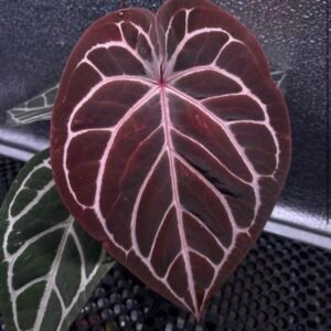 Exact Anthurium Redman x Michelle plant with deep reddish-maroon cordate leaf and contrasting pale veins