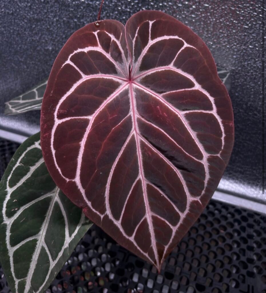 Exact Anthurium Redman x Michelle plant with deep reddish-maroon cordate leaf and contrasting pale veins