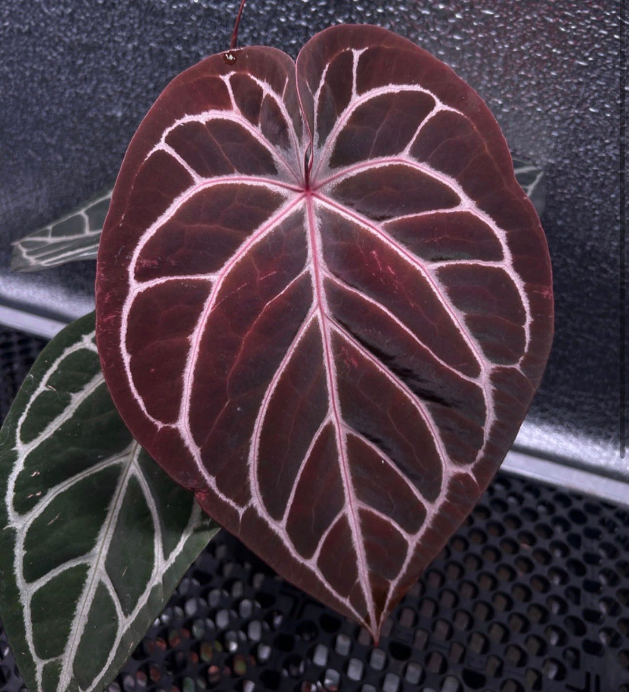 Exact Anthurium Redman x Michelle plant with deep reddish-maroon cordate leaf and contrasting pale veins
