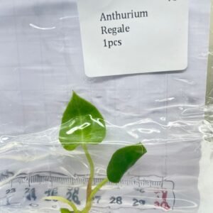 Anthurium Regale tissue culture plantlet in sterile container