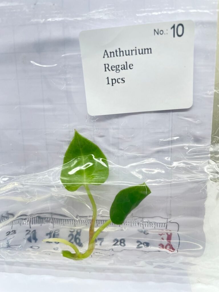 Anthurium Regale tissue culture plantlet in sterile container