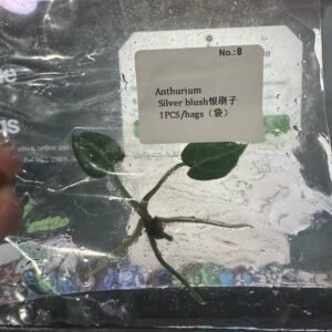 Anthurium Silver Blush tissue culture plantlet in sterile container