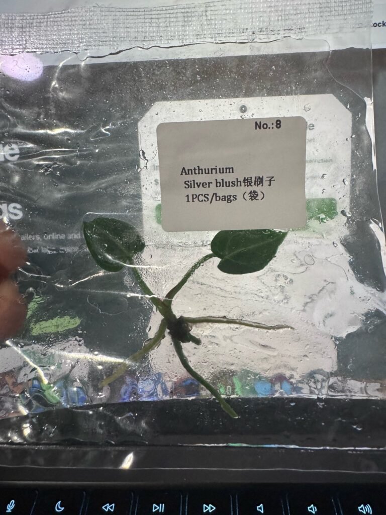 Anthurium Silver Blush tissue culture plantlet in sterile container