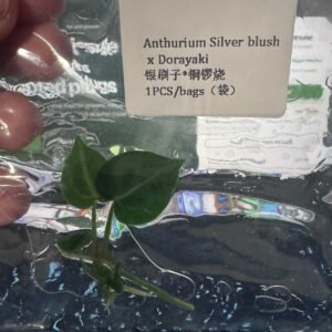 Anthurium Silver Blush x Dorayaki tissue culture plantlet in sterile container