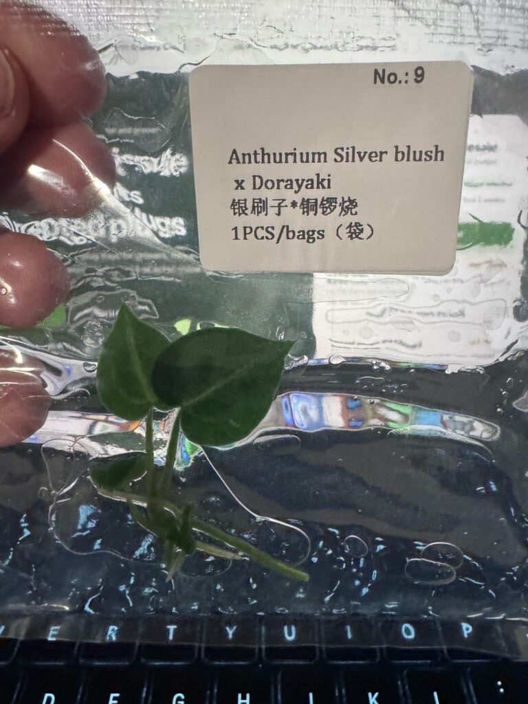Anthurium Silver Blush x Dorayaki tissue culture plantlet in sterile container