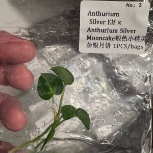 Anthurium Silver Elf x Anthurium Silver Mooncake tissue culture plantlet in sterile container