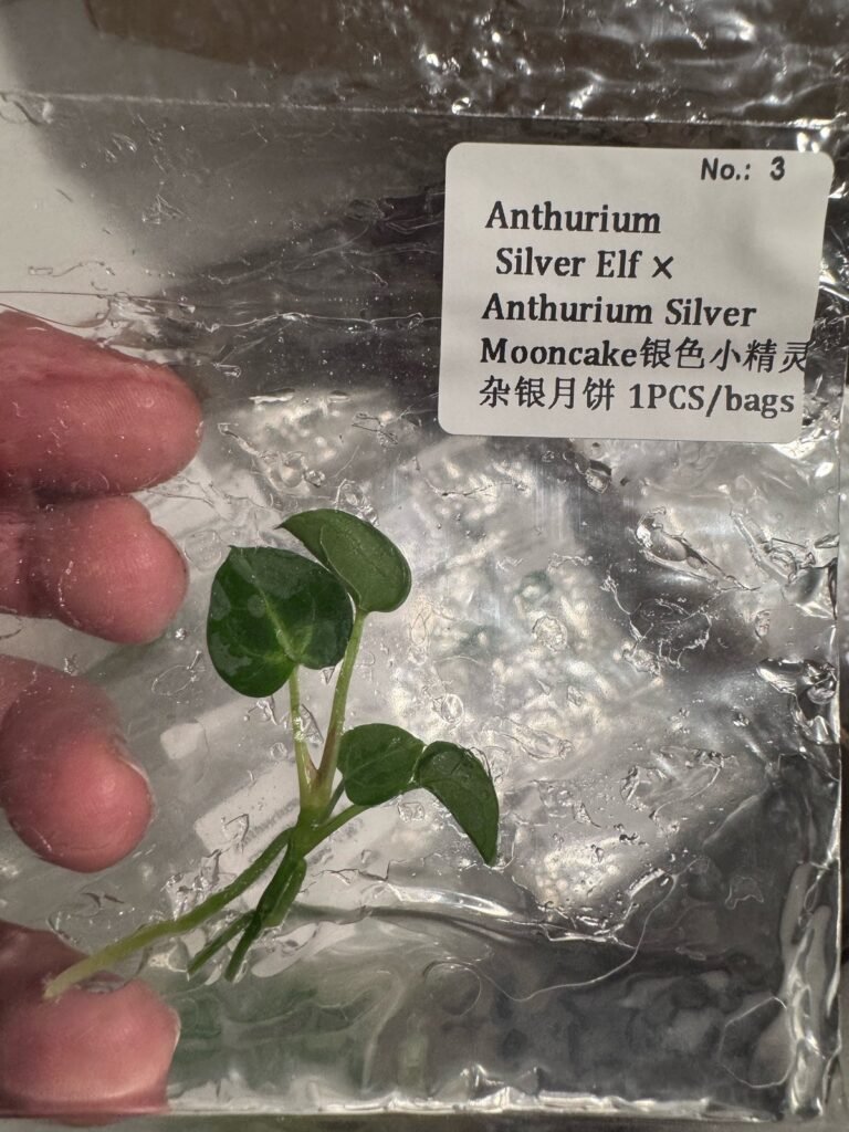 Anthurium Silver Elf x Anthurium Silver Mooncake tissue culture plantlet in sterile container