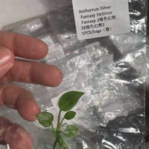 Anthurium Silver Fantasy 3 x Silver Fantasy 2 tissue culture plantlet in sterile container