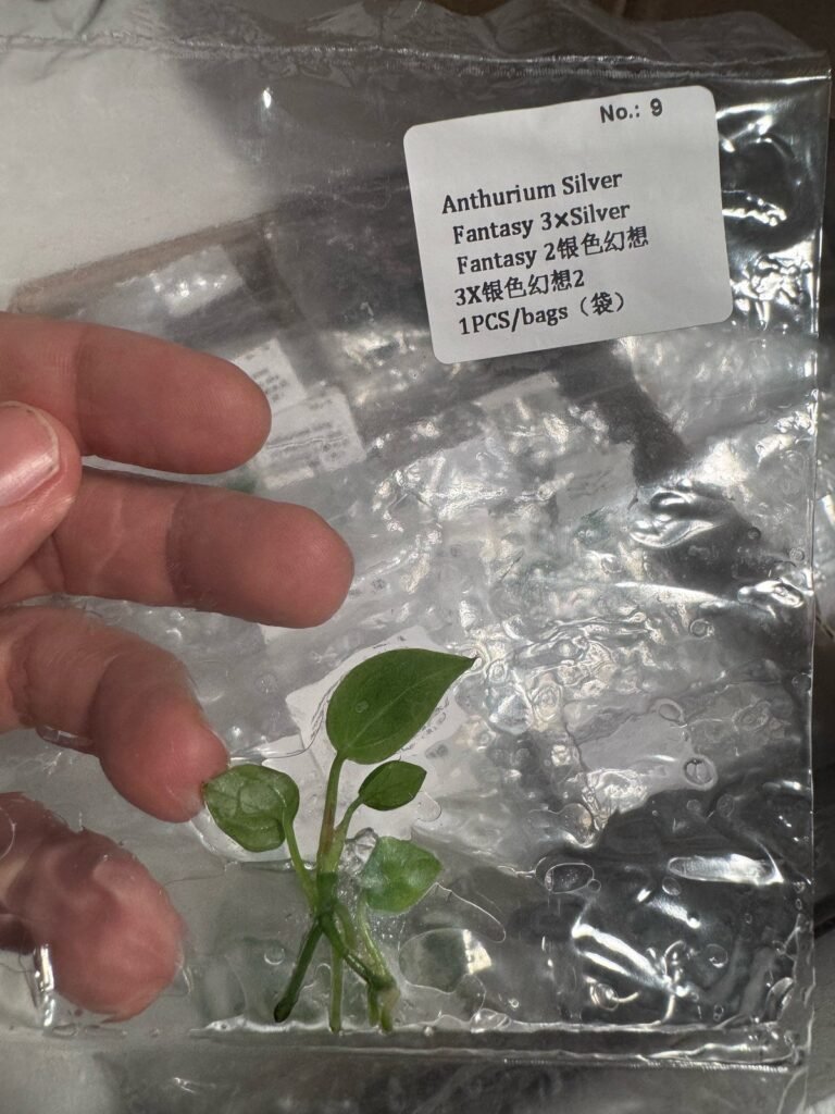 Anthurium Silver Fantasy 3 x Silver Fantasy 2 tissue culture plantlet in sterile container
