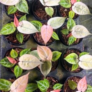 Grower's Choice tray of Anthurium Silver Hope x Red Tiger starter plants with silvery veins and pink-peach new growth