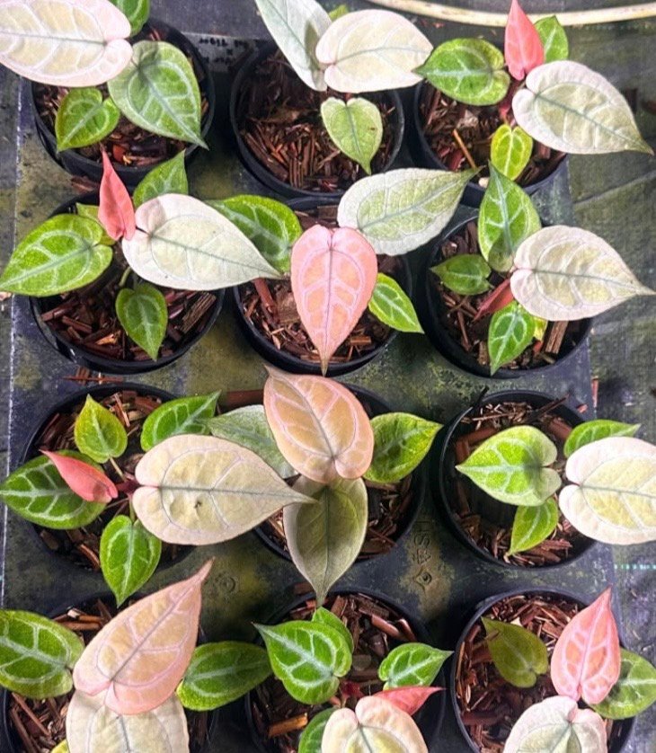 Grower's Choice tray of Anthurium Silver Hope x Red Tiger starter plants with silvery veins and pink-peach new growth
