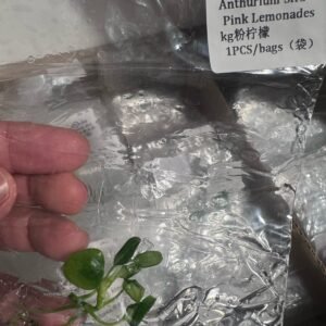 Anthurium SKG Pink Lemonade tissue culture plantlet in sterile container