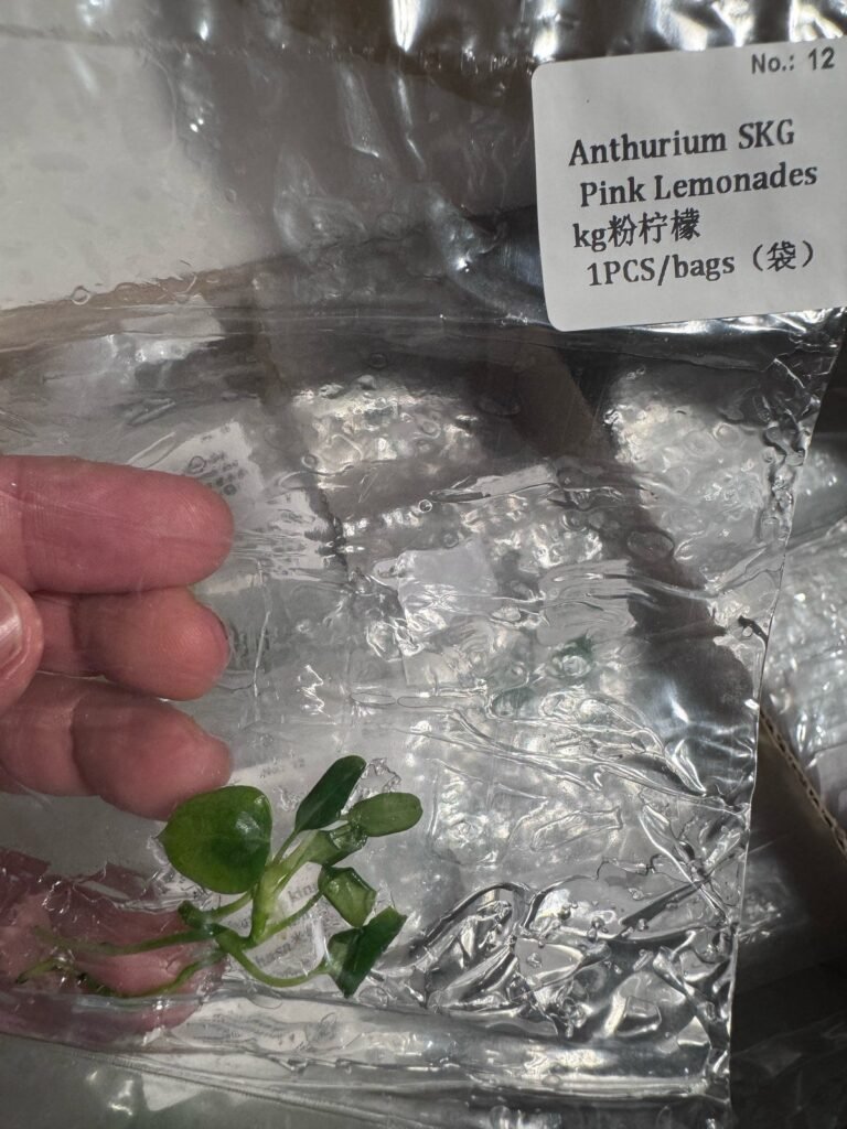 Anthurium SKG Pink Lemonade tissue culture plantlet in sterile container