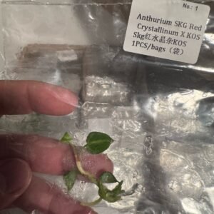 Anthurium SKG Red Crystallinum x KOS tissue culture plantlet in sterile container