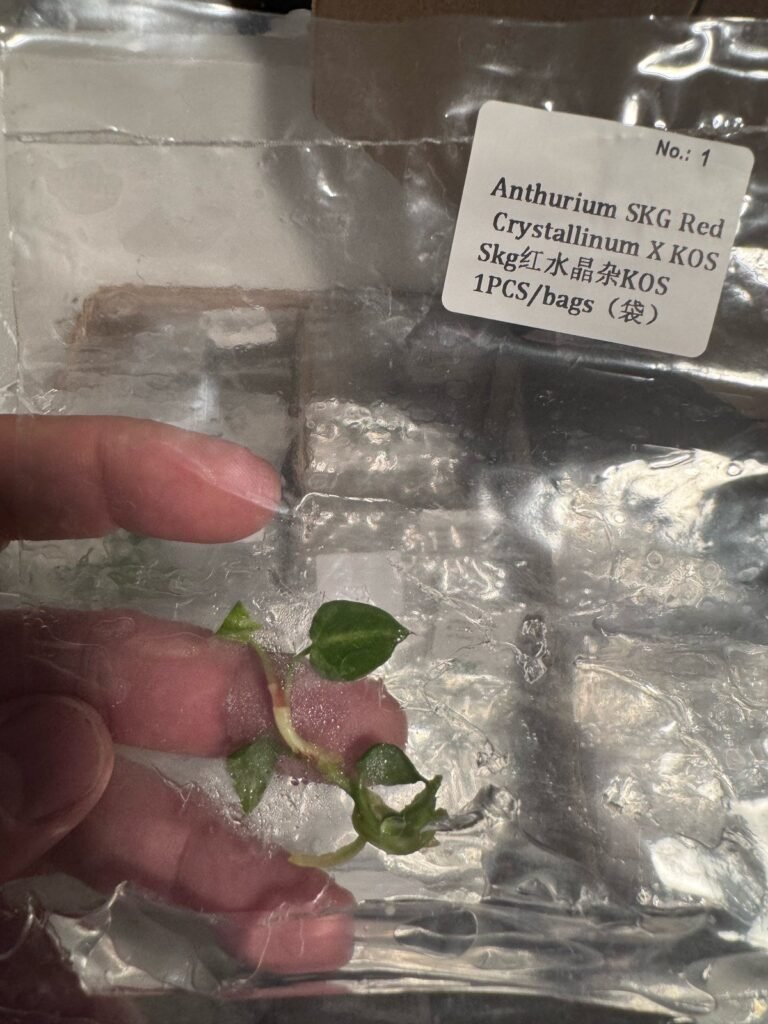 Anthurium SKG Red Crystallinum x KOS tissue culture plantlet in sterile container