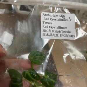 Anthurium SKG Red Crystallinum x Tezula Red Crystallinum tissue culture plantlet in sterile container