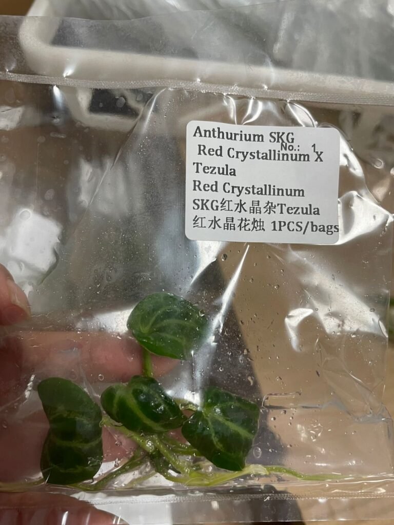Anthurium SKG Red Crystallinum x Tezula Red Crystallinum tissue culture plantlet in sterile container