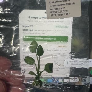 Anthurium Tezula Dreamweaver x Tezuia Necromancer tissue culture plantlet in sterile container