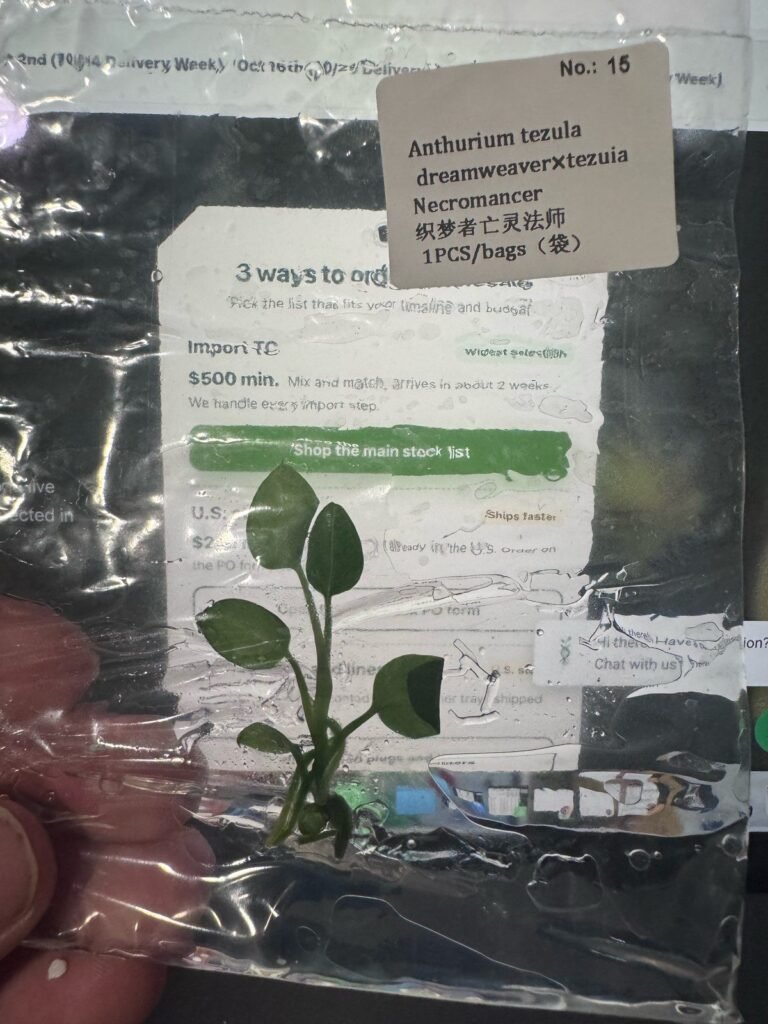 Anthurium Tezula Dreamweaver x Tezuia Necromancer tissue culture plantlet in sterile container