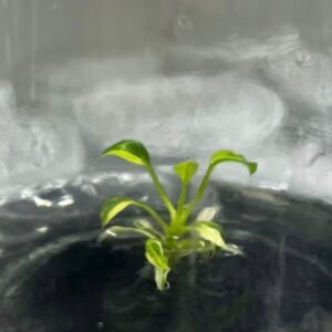 Anthurium Veitchii Aurea Variegated tissue culture plantlet in sterile container