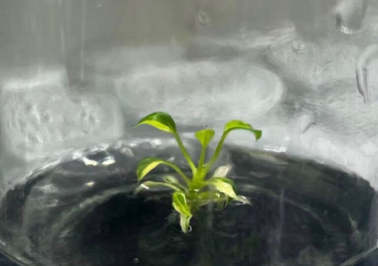 Anthurium Veitchii Aurea Variegated tissue culture plantlet in sterile container
