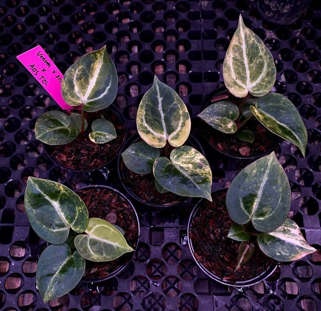 Grower's Choice tray of Anthurium Venom KOS Porti x AOS Tezula starters showing range of green cream variegation