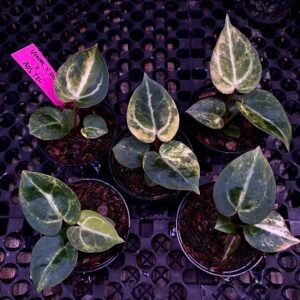 Grower's Choice tray of Anthurium Venom KOS Porti x AOS Tezula starters showing range of green cream variegation