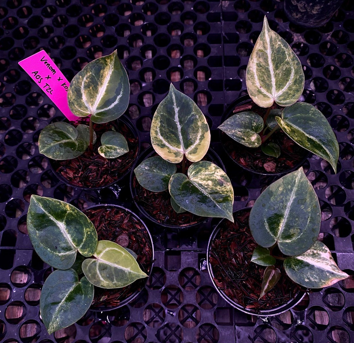 Grower's Choice tray of Anthurium Venom KOS Porti x AOS Tezula starters showing range of green cream variegation