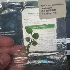 Anthurium Vittarifolium Variegated tissue culture plantlet in sterile container
