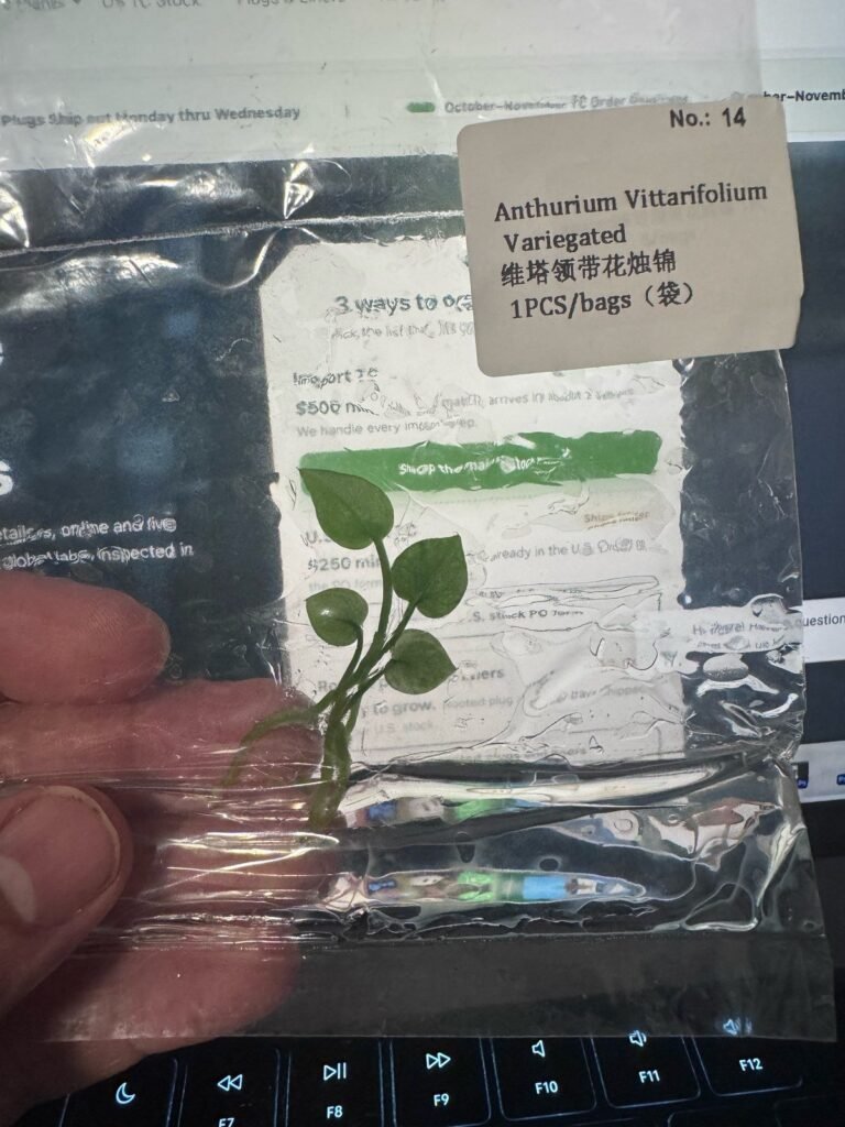 Anthurium Vittarifolium Variegated tissue culture plantlet in sterile container