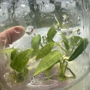 Anthurium Warocqueanum Mint Variegated tissue culture plantlet in sterile container