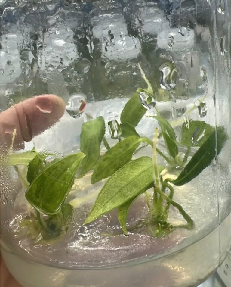 Anthurium Warocqueanum Mint Variegated tissue culture plantlet in sterile container