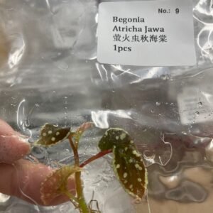 Begonia Atricha Jawa tissue culture plantlet in sterile container