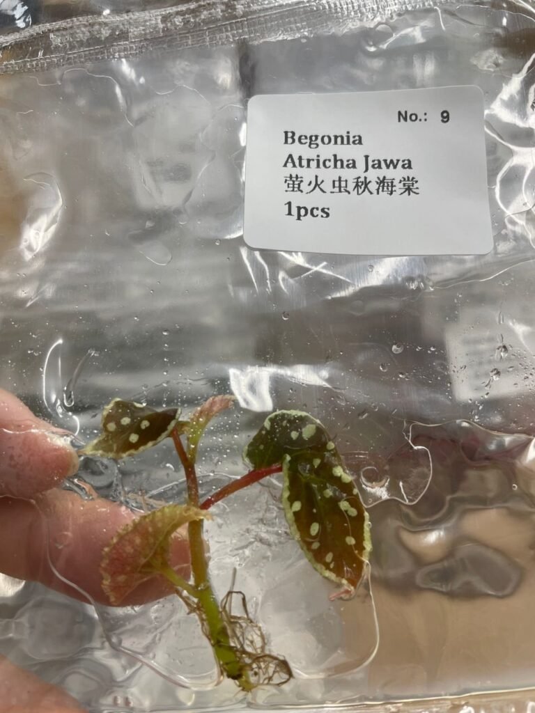 Begonia Atricha Jawa tissue culture plantlet in sterile container