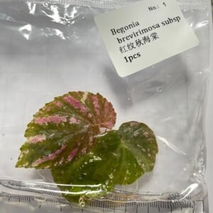 Begonia Brevirimosa subsp tissue culture plantlet in sterile container