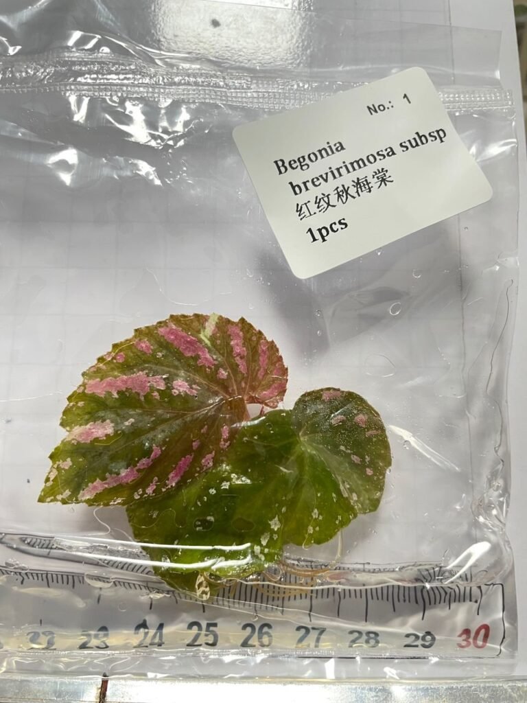 Begonia Brevirimosa subsp tissue culture plantlet in sterile container