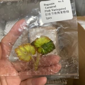 Begonia Carnival Pink Variegated tissue culture plantlet in sterile container