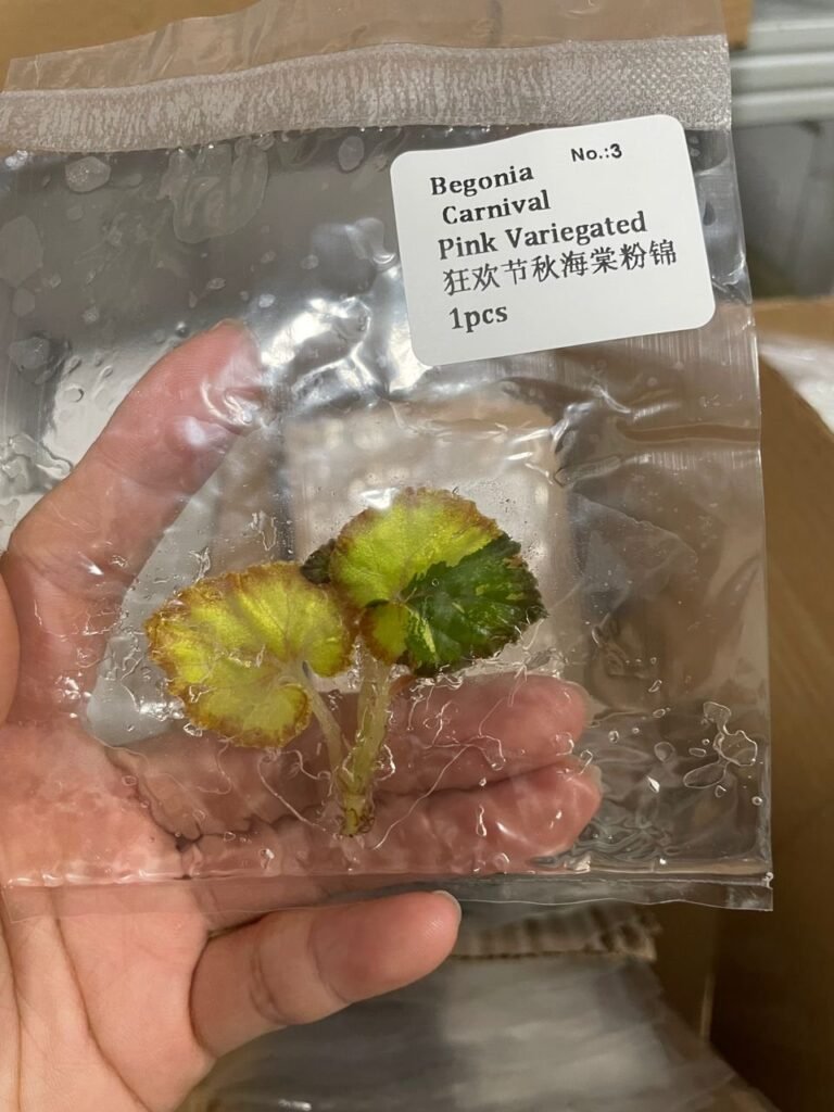 Begonia Carnival Pink Variegated tissue culture plantlet in sterile container