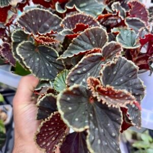 Begonia darthvaderiana Green Spots Grower's Choice starter in clear pot with dark ruffled leaves and pale green spots