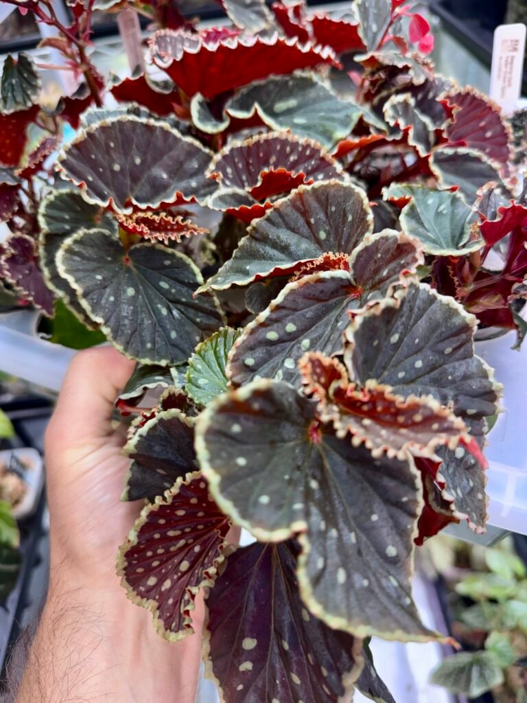 Begonia darthvaderiana Green Spots Grower's Choice starter in clear pot with dark ruffled leaves and pale green spots