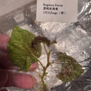 Begonia Ferox tissue culture plantlet in sterile container