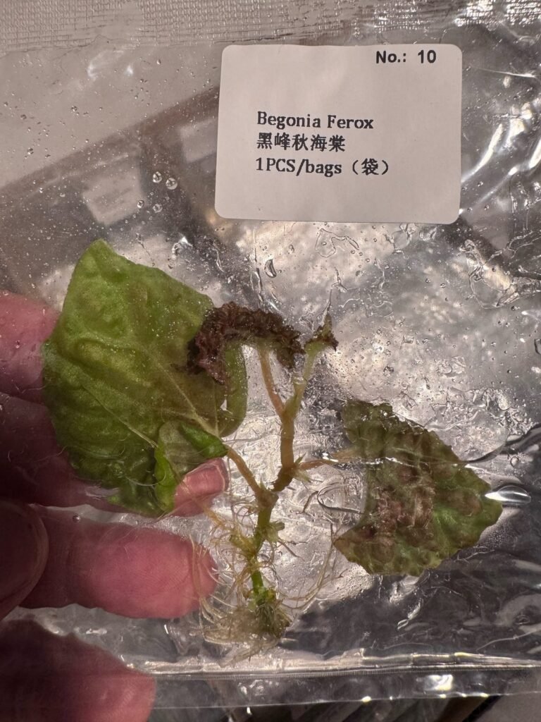 Begonia Ferox tissue culture plantlet in sterile container