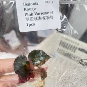 Begonia Rouge Pink Variegated tissue culture plantlet in sterile container