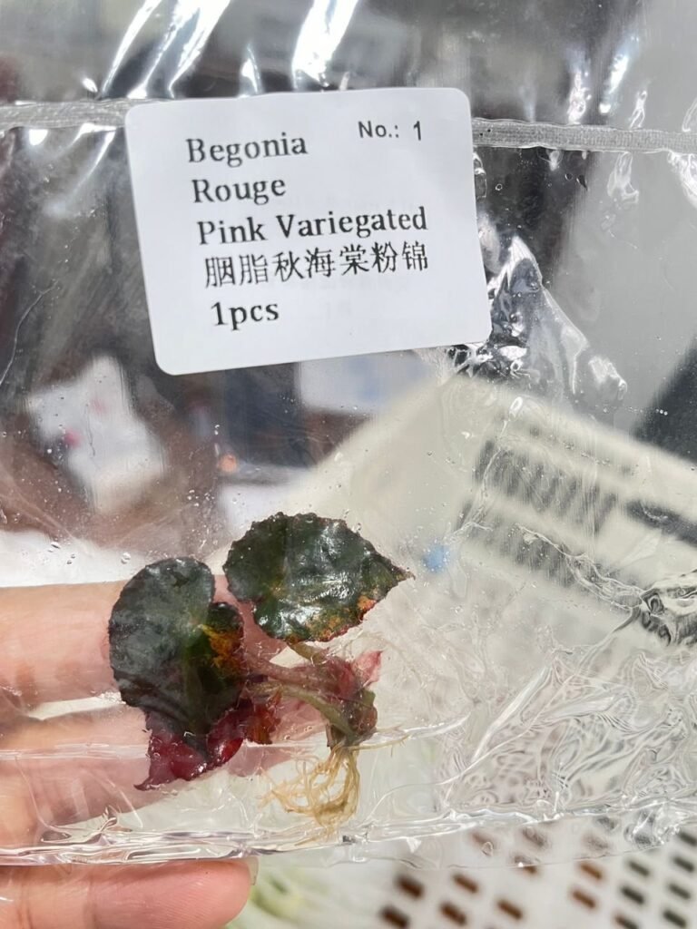 Begonia Rouge Pink Variegated tissue culture plantlet in sterile container
