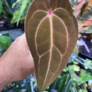 Anthurium EPP Black Purple x Carla (SKG)