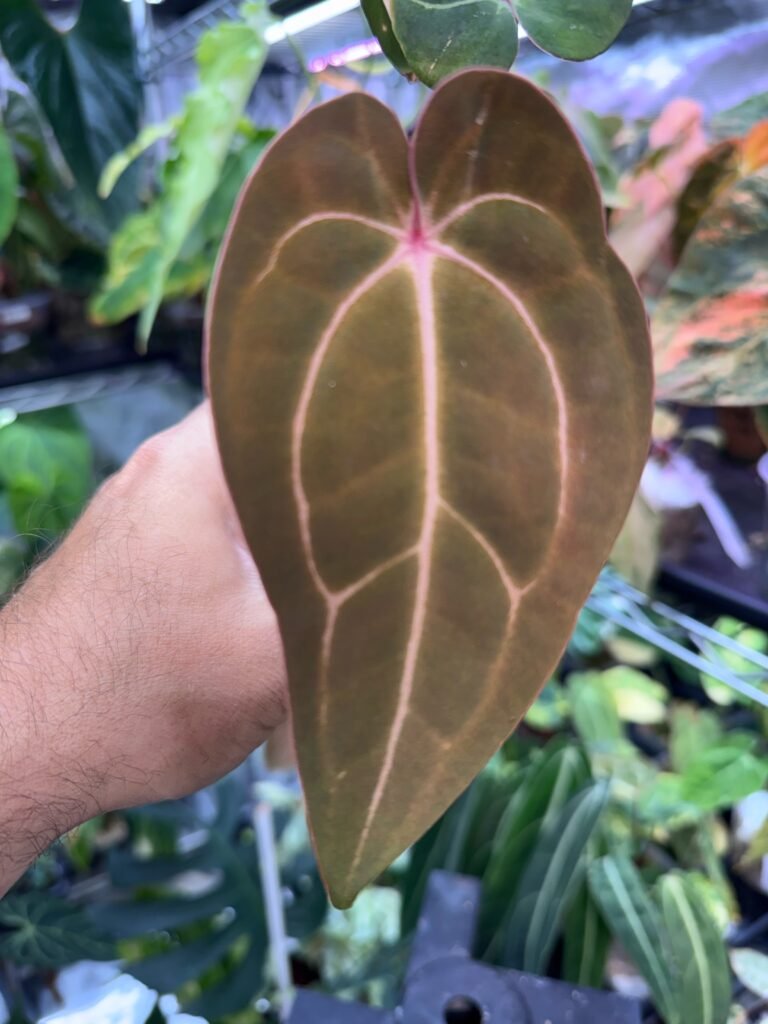 Anthurium EPP Black Purple x Carla (SKG)